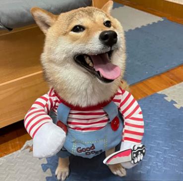 Chouchoute Halloween Star – Adjustable Pet Costume