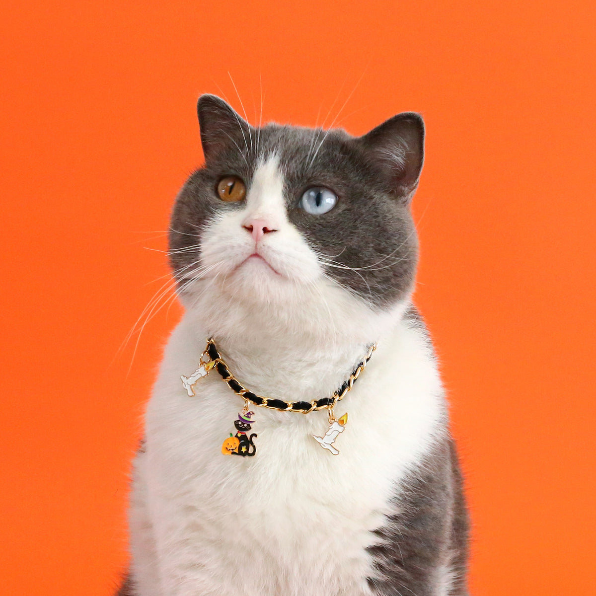 Chouchoute Velvet Bat – Halloween Pet Collar