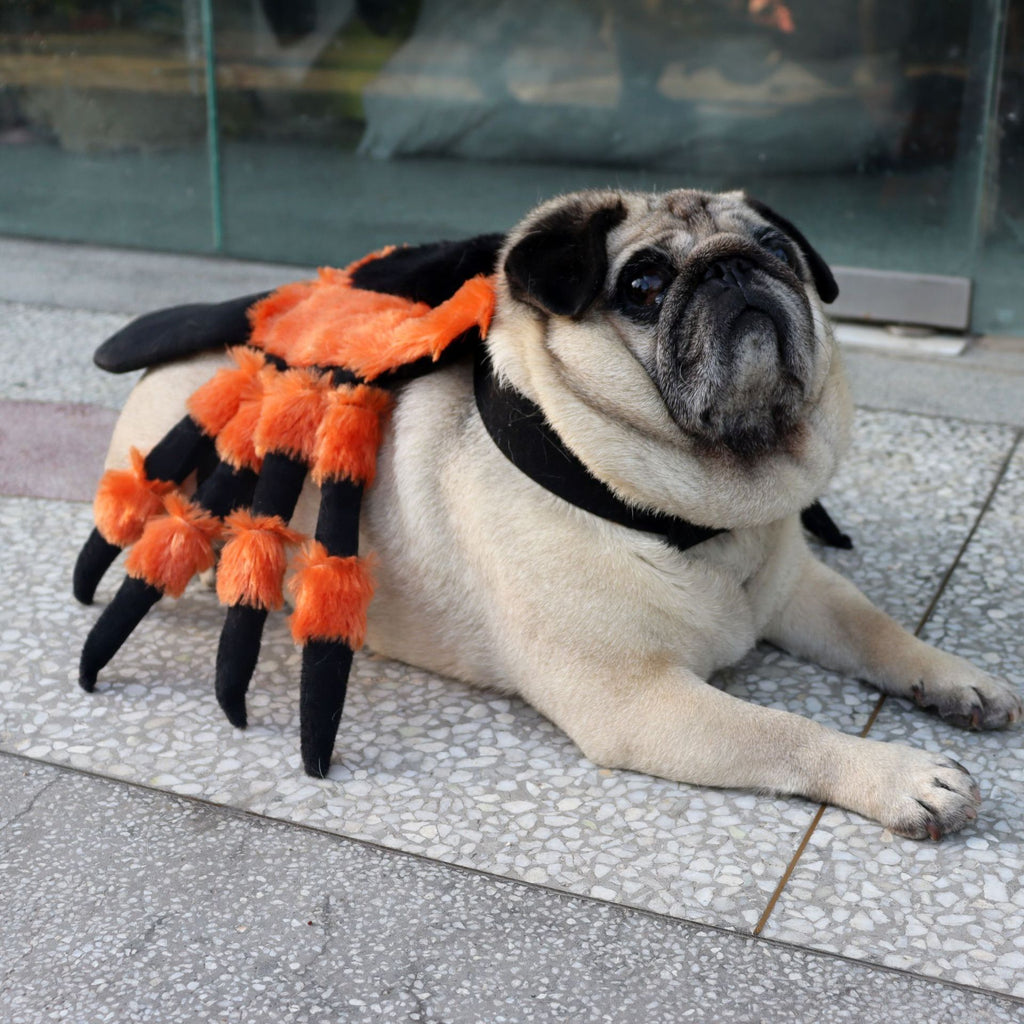 Little Spider – Halloween Pet Outfit
